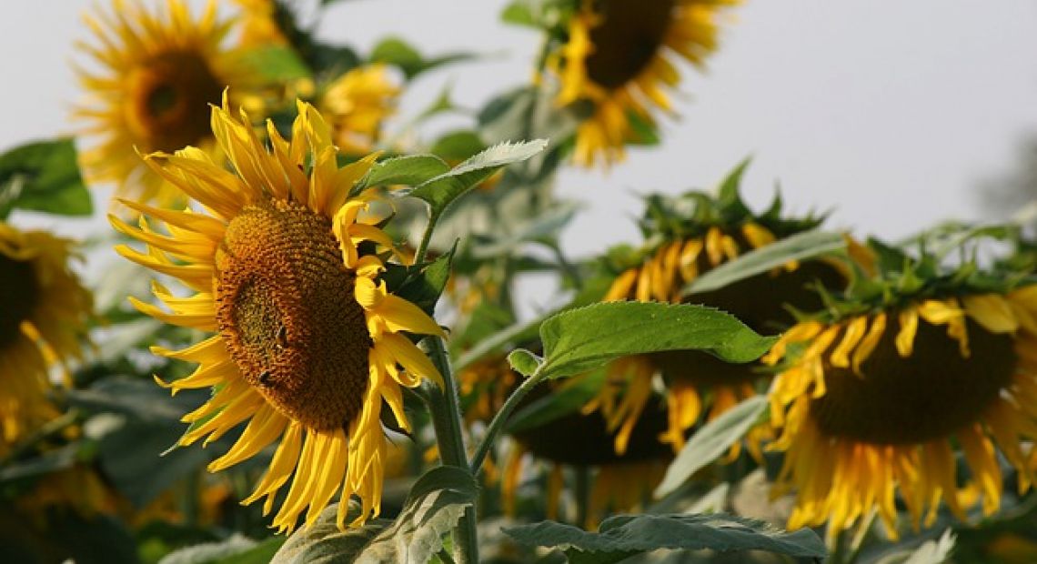 sunflower-5194553_640.jpg