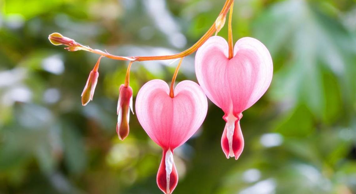 pink-heart-flowers.jpg