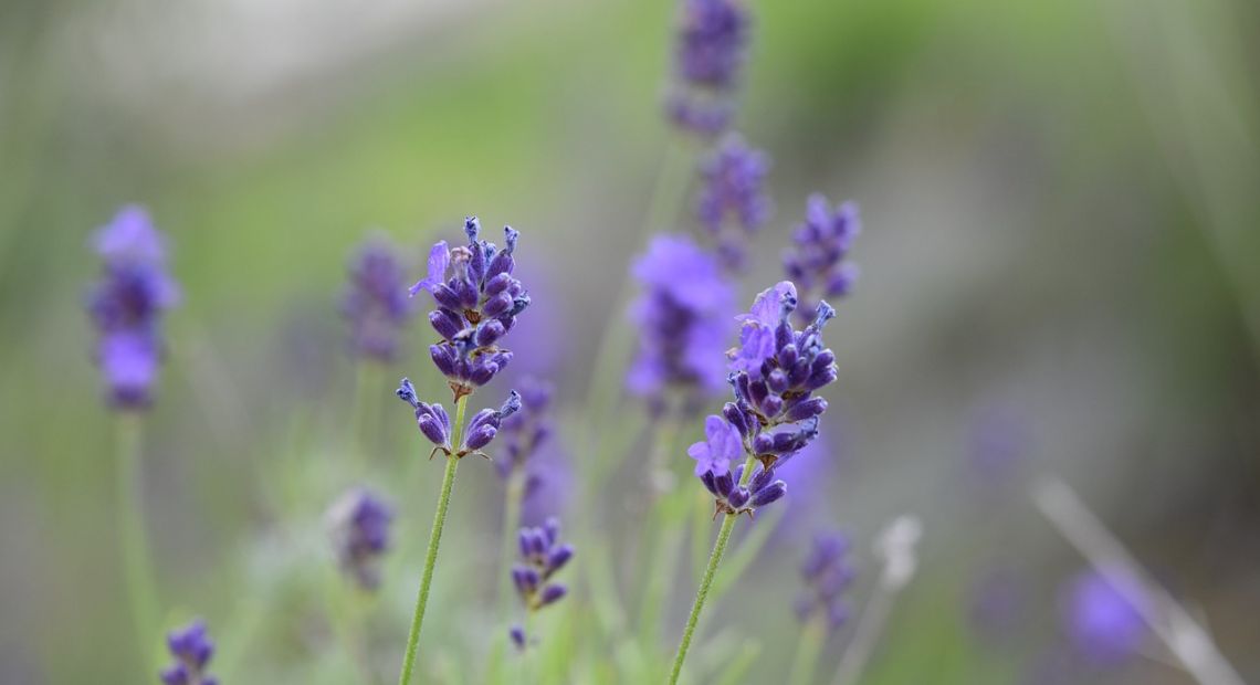 lavender-4311994_1280.jpg