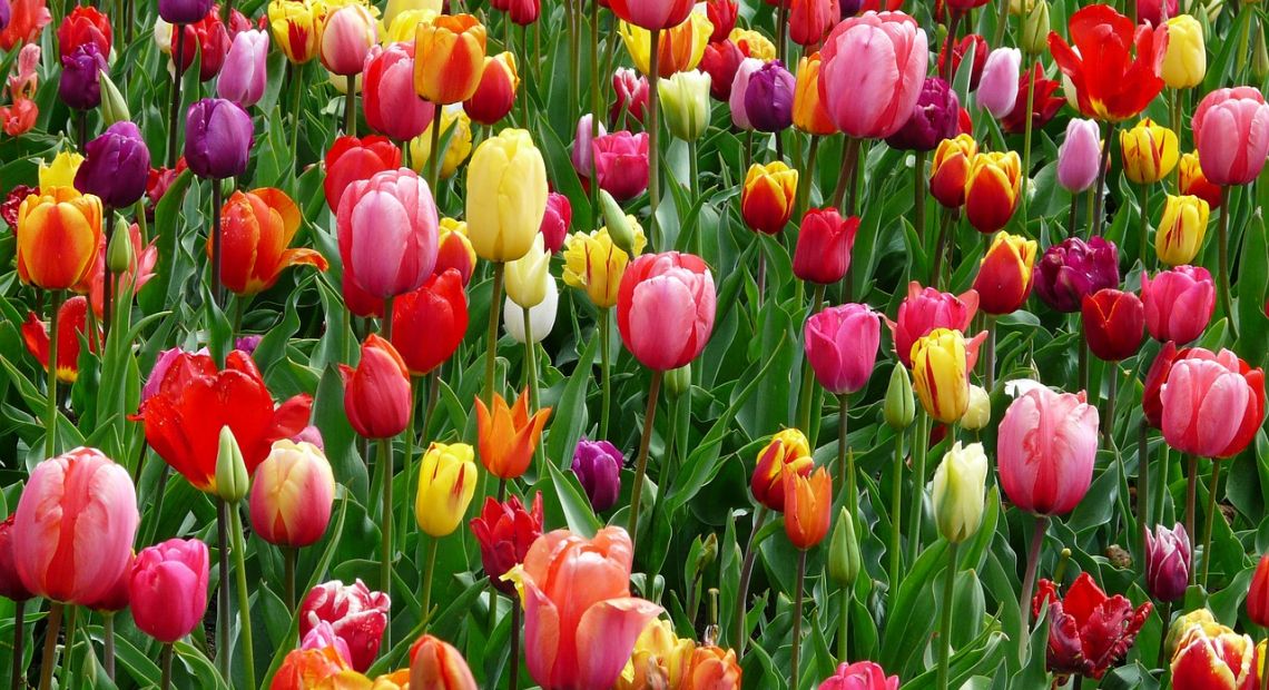 tulips-52125_1280.jpg