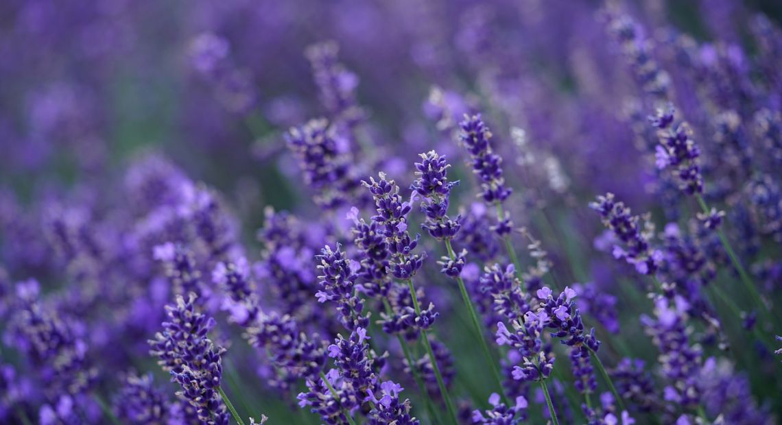 lavender-4765498_1280.jpg