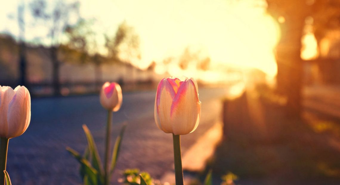 tulips_in_the_morning_light_by_jackietran-d4xt63r.jpg