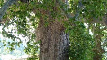 26734157_844086245763466_8423529677735147836_n