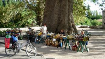 najimenitnejsa-platana-platanus-occidentalis-zelo-dalec-naokoli-trsteno